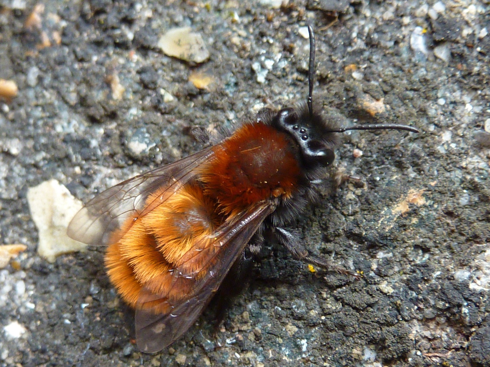 Tawny Mining Bee (Andrena fulva)