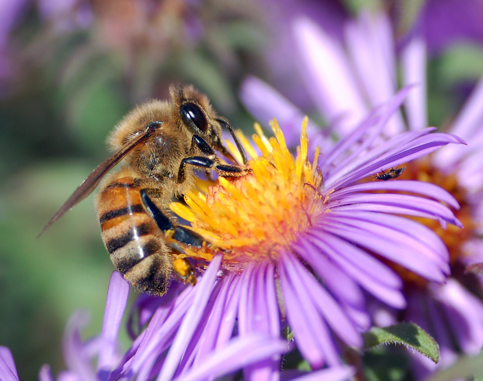 Western Honeybee (Apis mellifera)