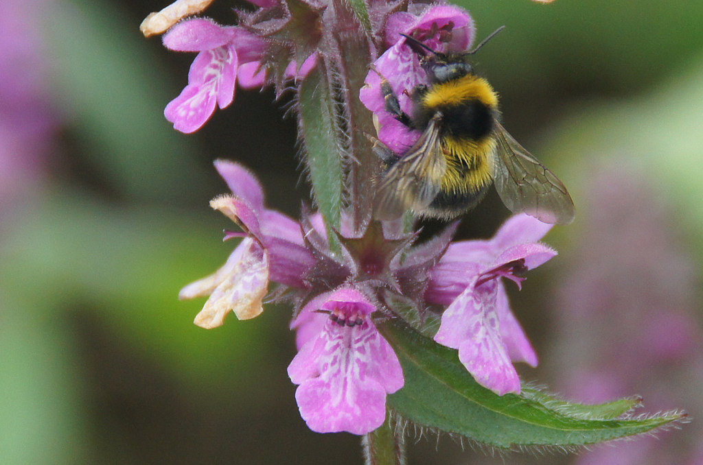 Garden Bumblebee (Bombus hortorum)