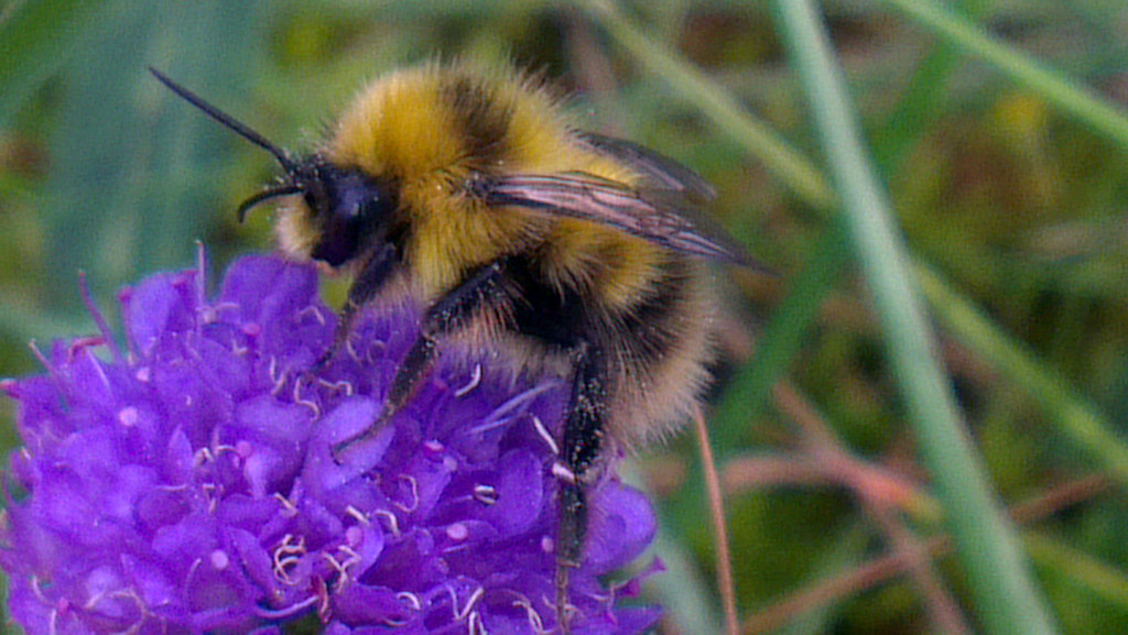 Heath Bumblebee (Bombus jonellus)