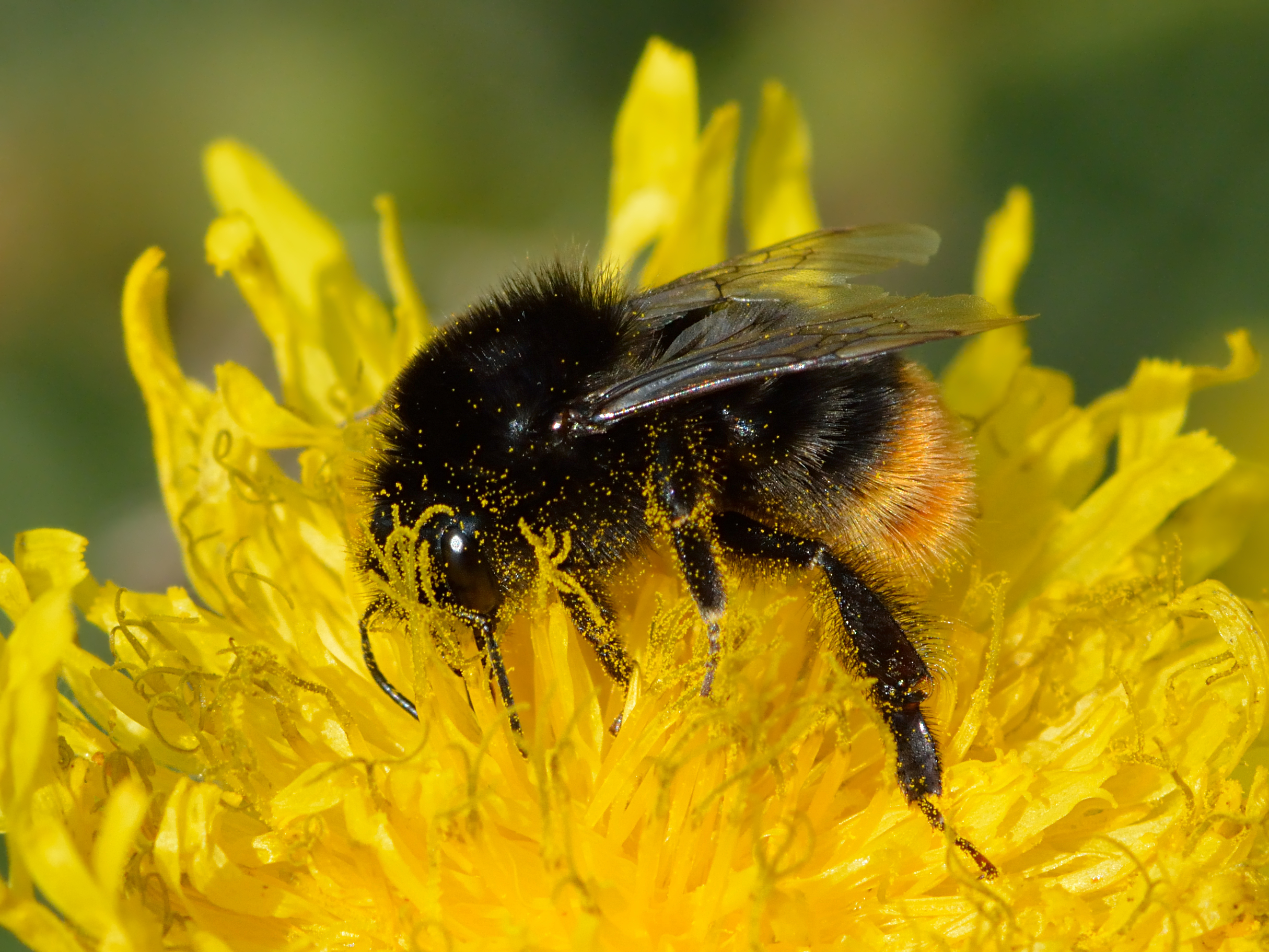 Red-tailed Bumblebee (Bombus lapidarius)