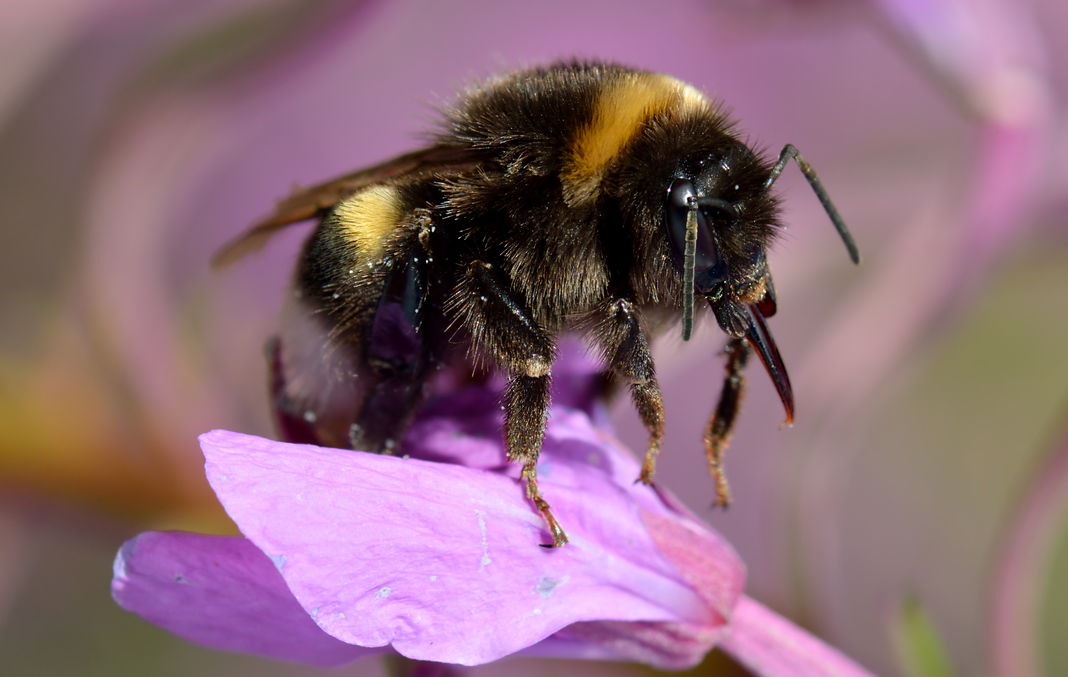 White-tailed Bumblebee (Bombus lucorum)