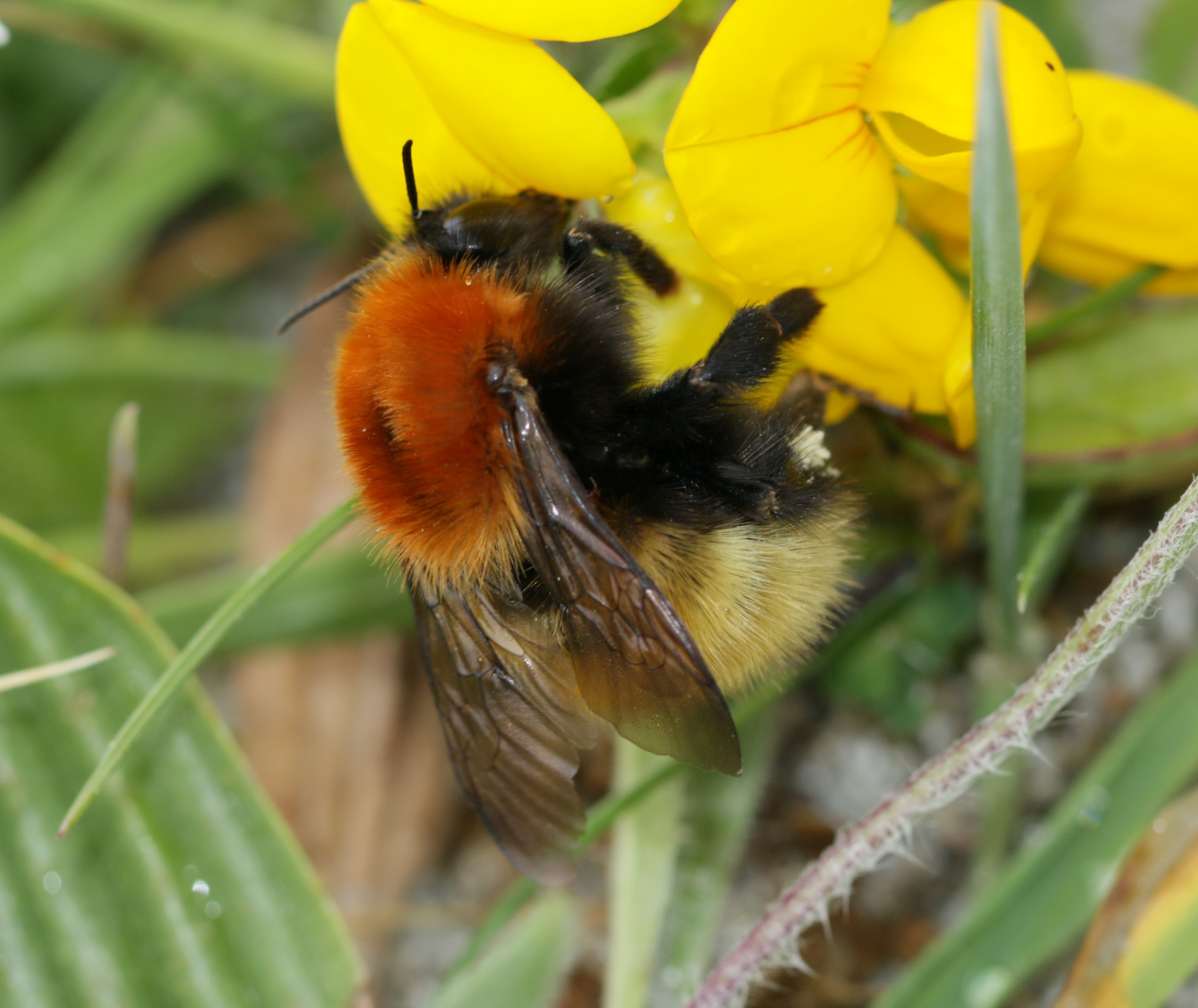 Moss Carder Bee (Bombus muscorum)