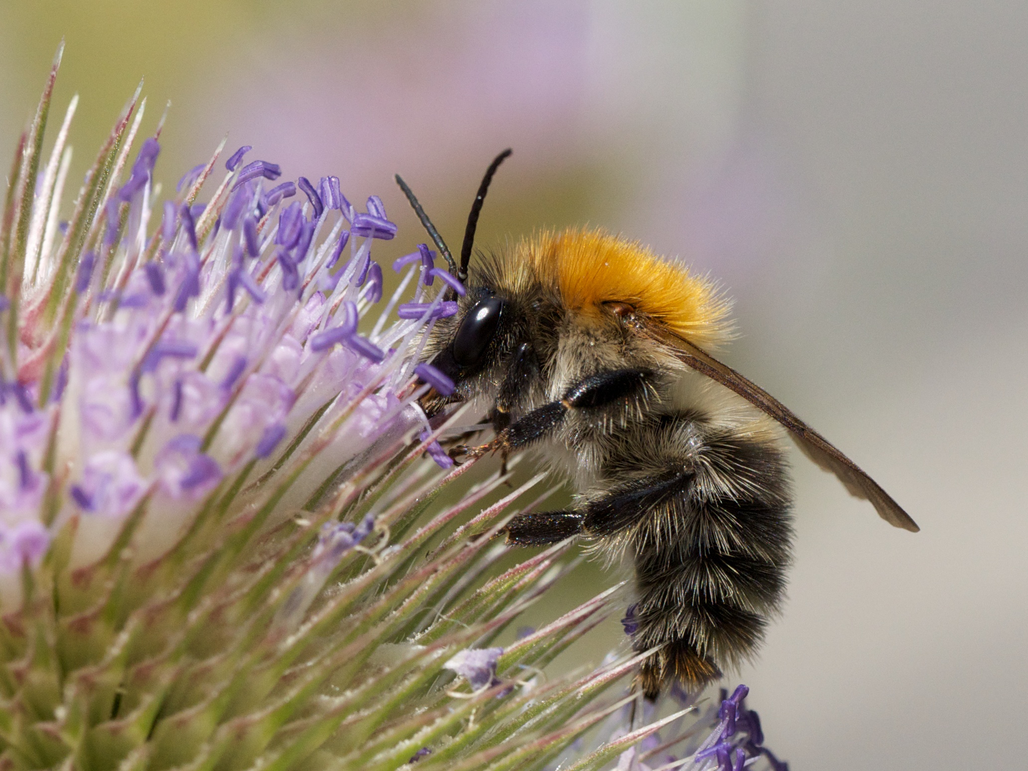 Common Carder Bee (Bombus pascuorum)