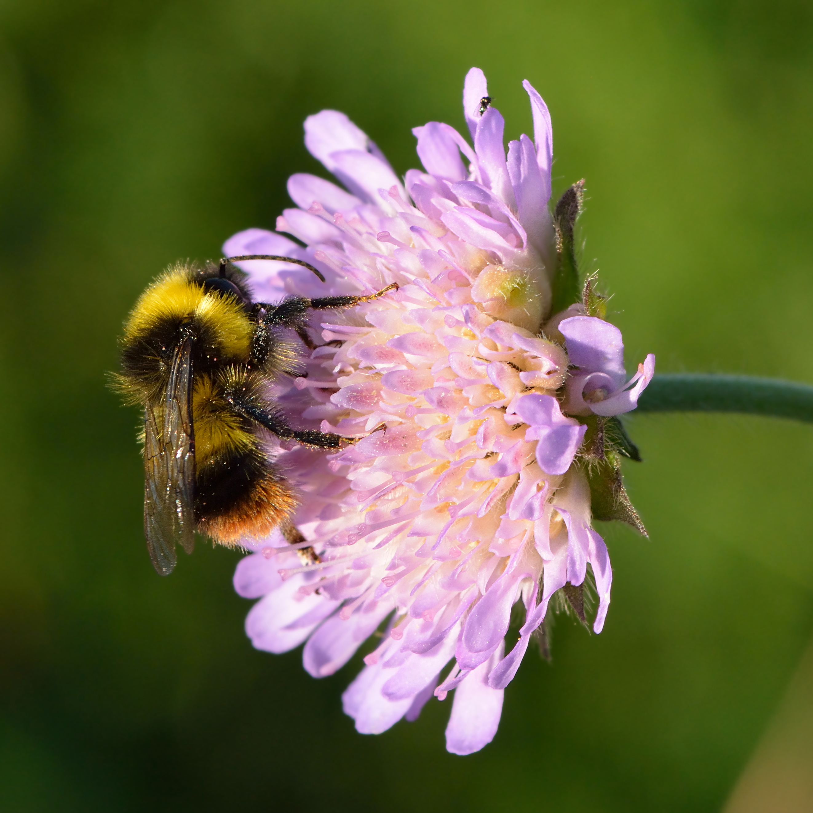 Early Bumblebee (Bombus pratorum)