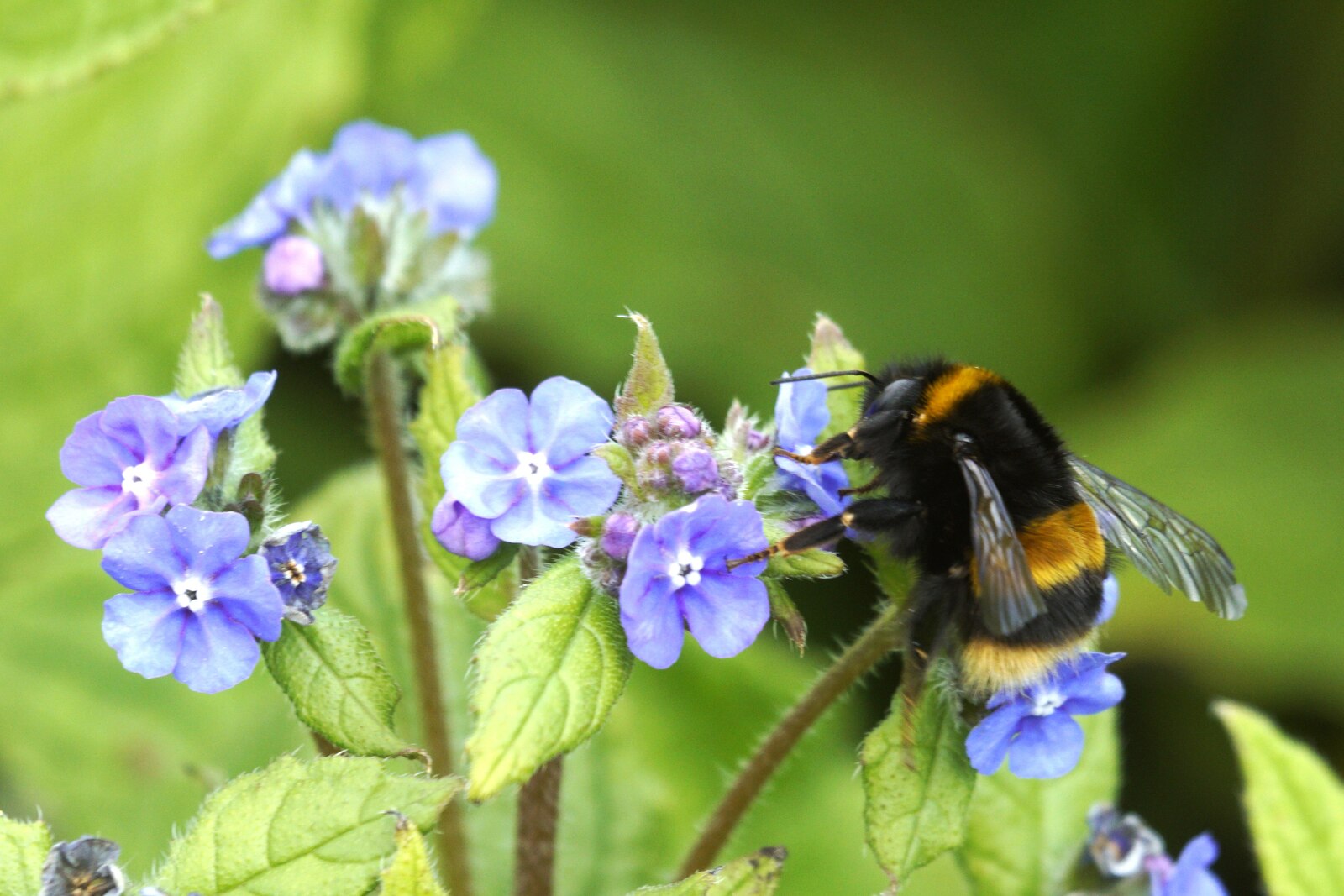 Buff-tailed Bumblebee (Bombus terrestris)