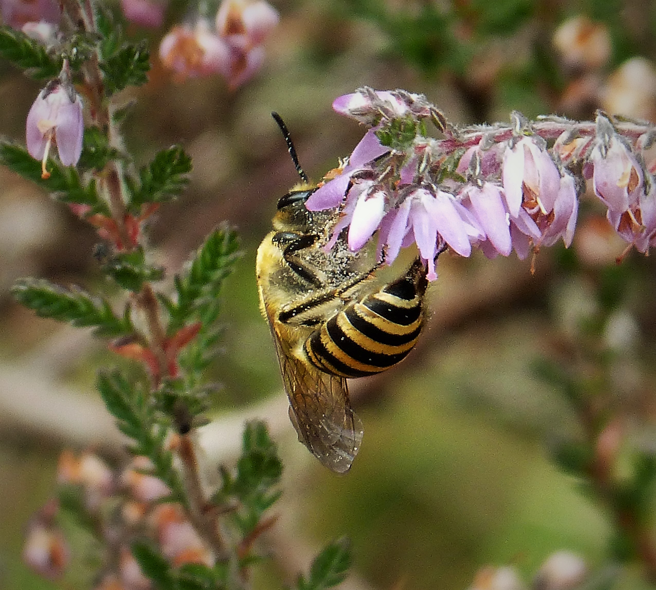 Heather Colletes (Colletes succinctus)