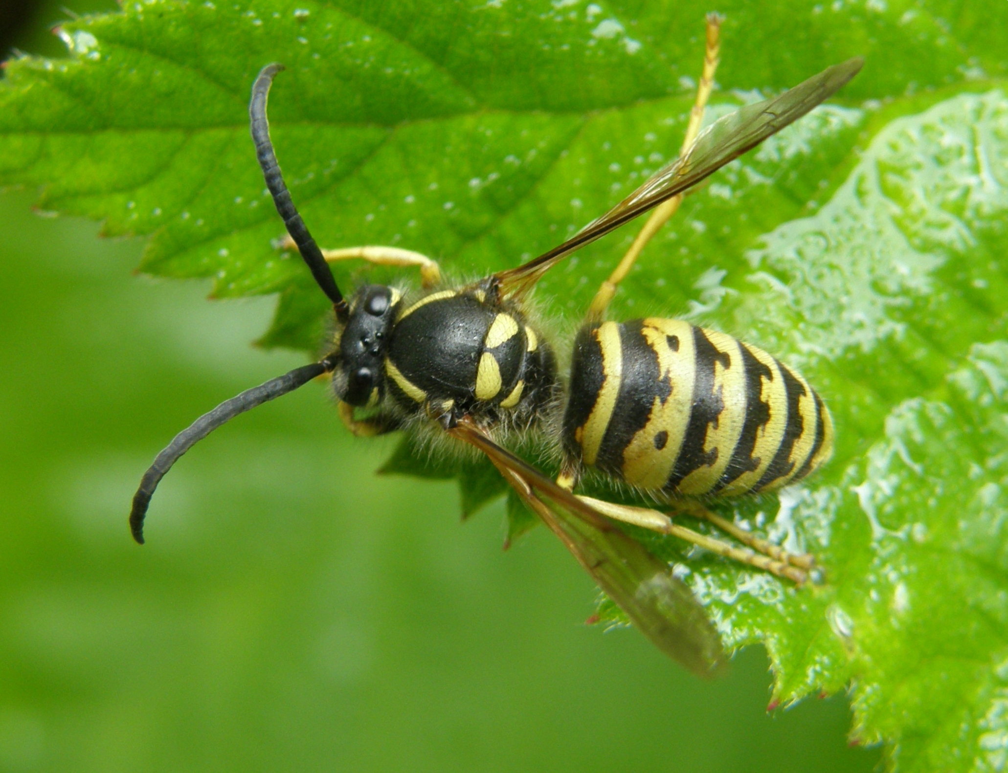 Saxon Wasp (Dolichovespula saxonica)