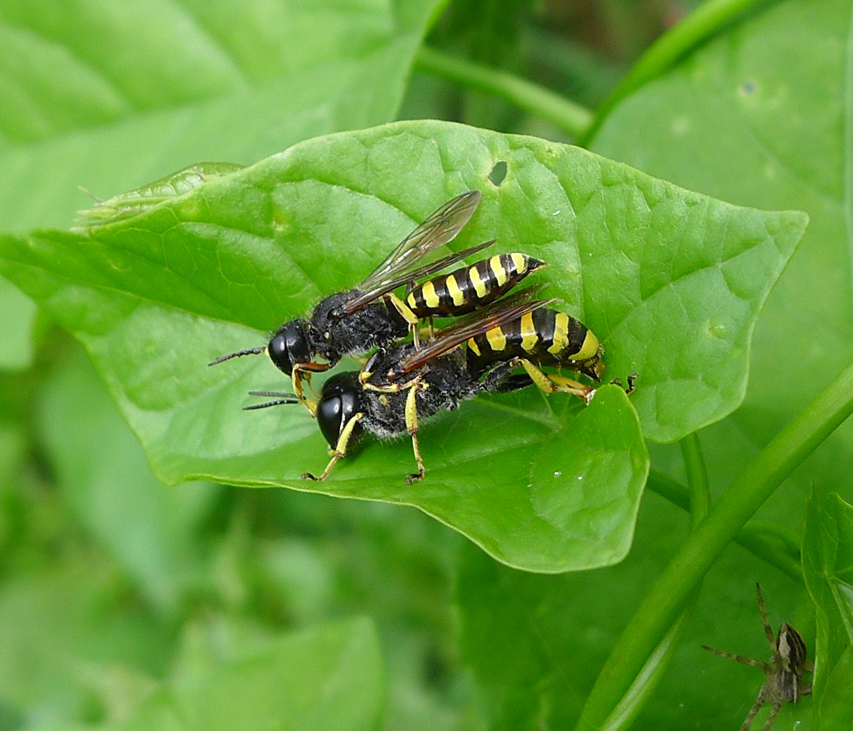 Digger Wasp (Ectemnius cavifrons)