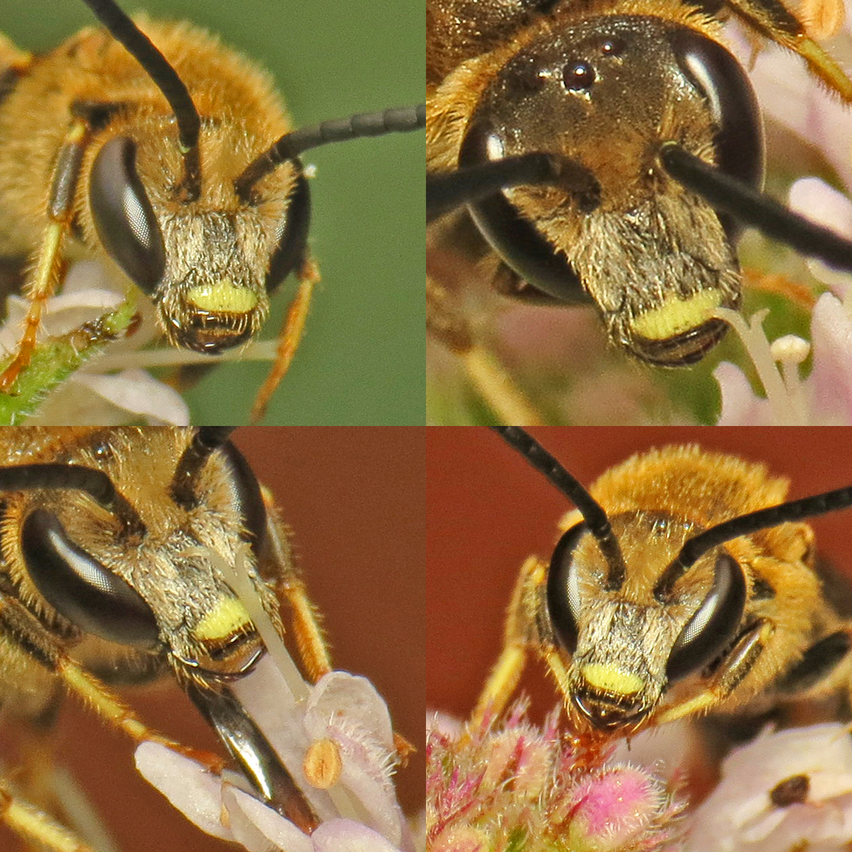 Slender Mining Bee (Lasioglossum calceatum)