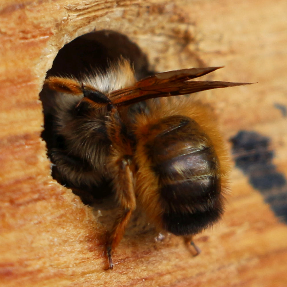 Red Mason Bee (Osmia bicornis)