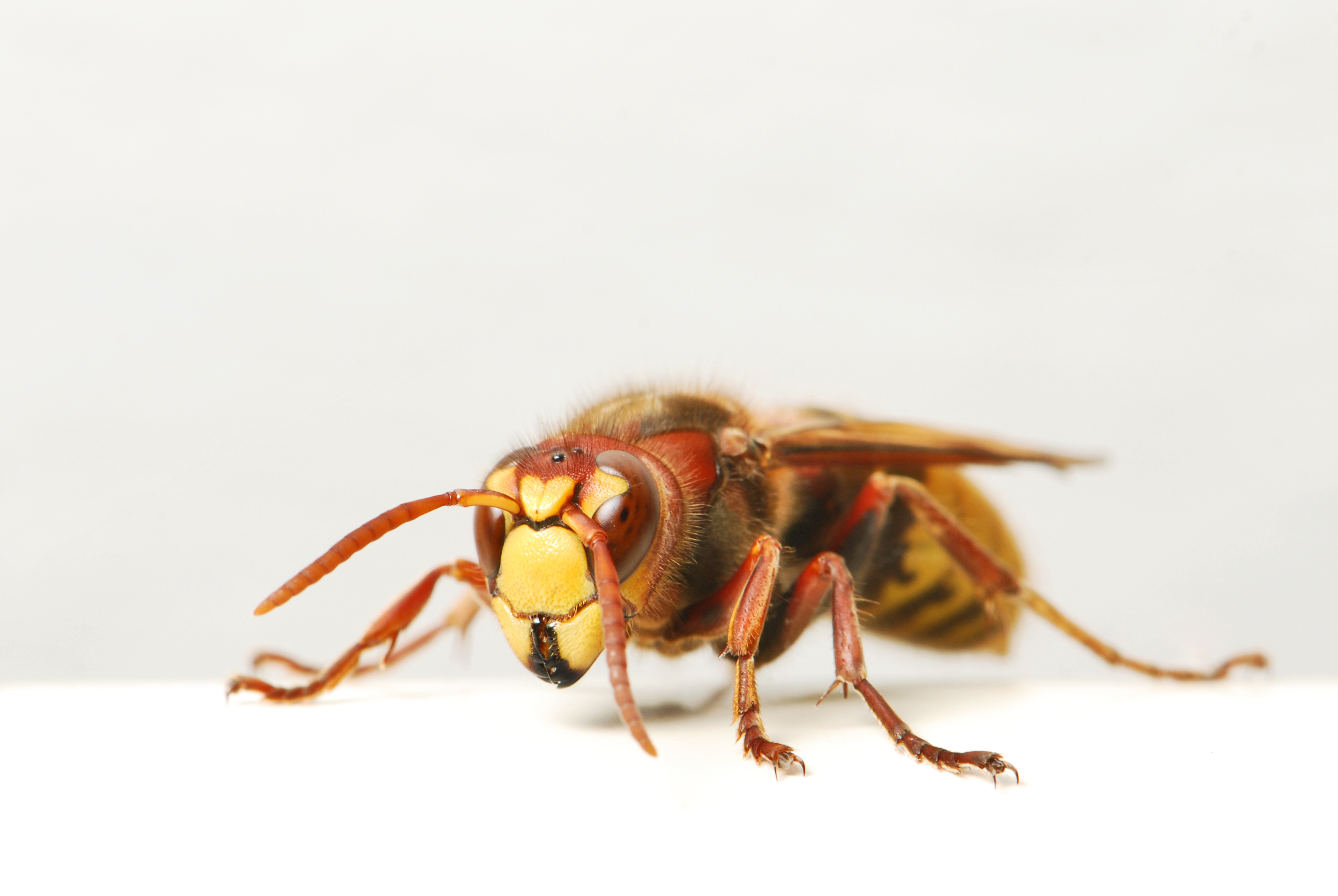 European Hornet (Vespa crabro)