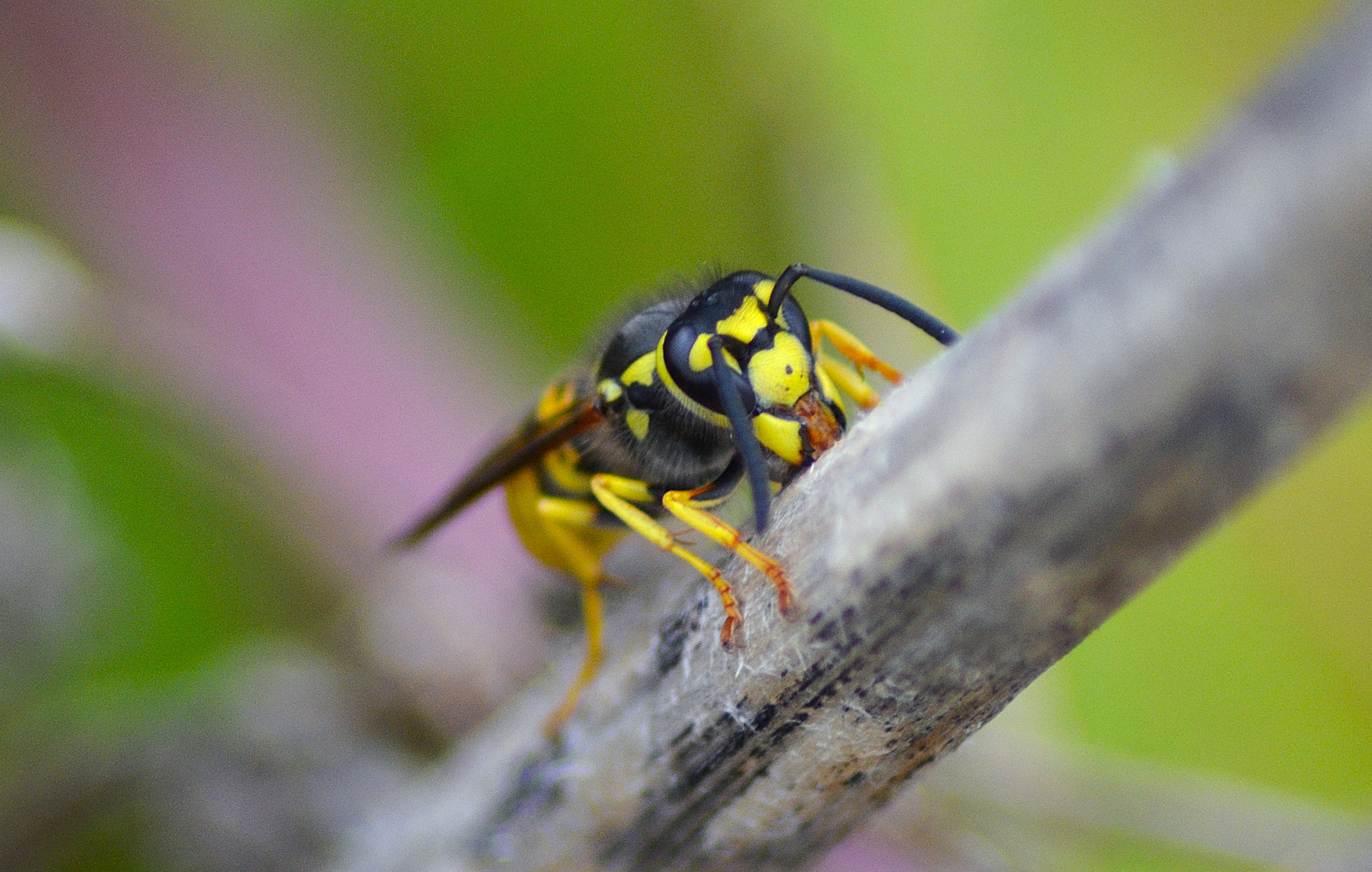 German Wasp (Vespula germanica)