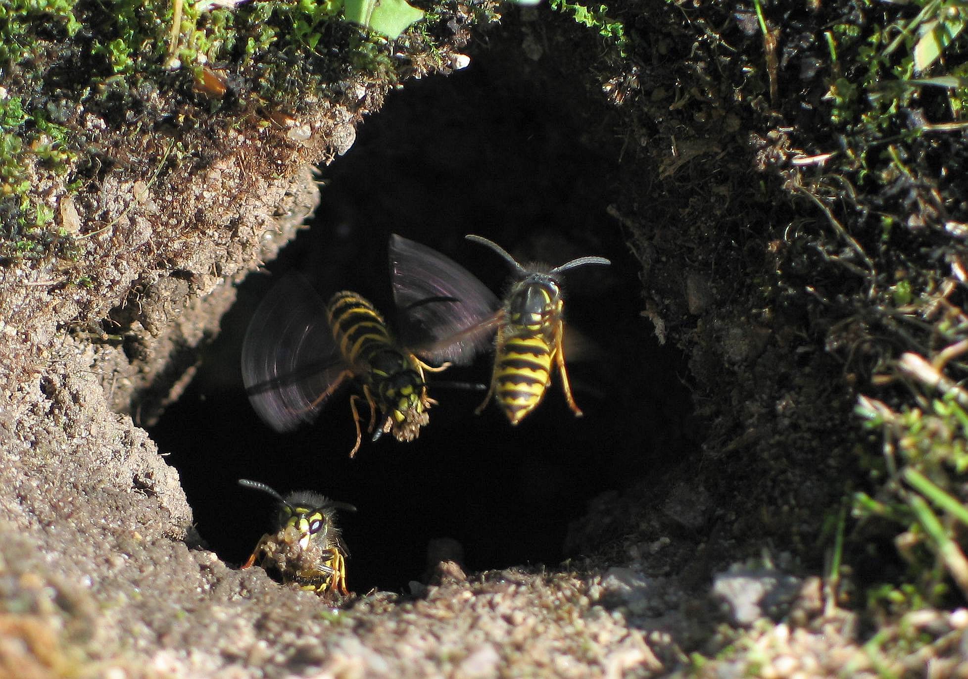 Common Wasp (Vespula vulgaris)